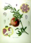 Preview: Granatapfel Schalen bio